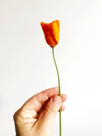 Image 4 of CALIFORNIA NATIVE PATCH+ POPPY SEEDS - WINTER EXCLUSIVE