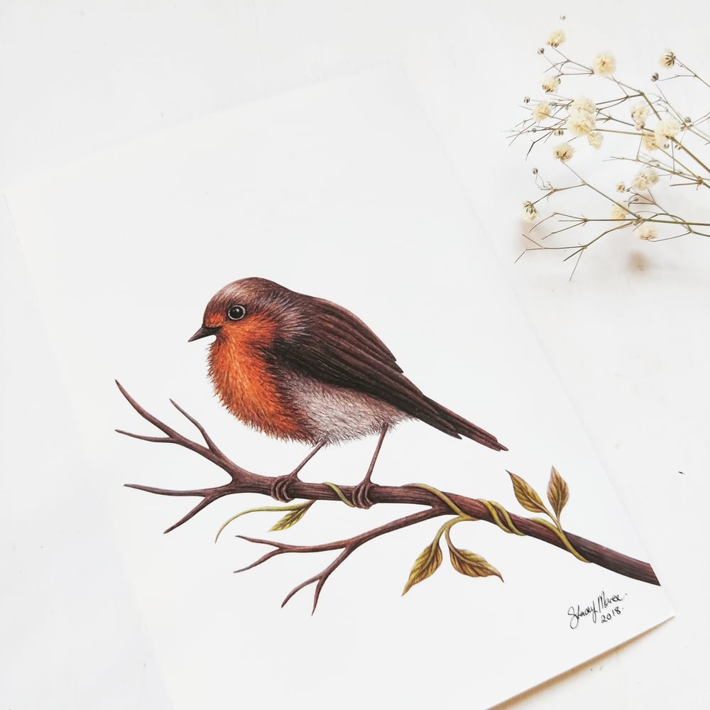 Image of Robin - Fine Art Giclée Print