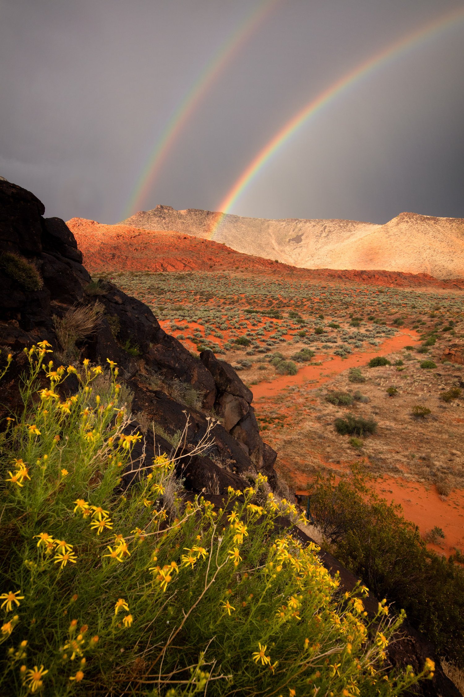 Image of Flowers and Rainbow