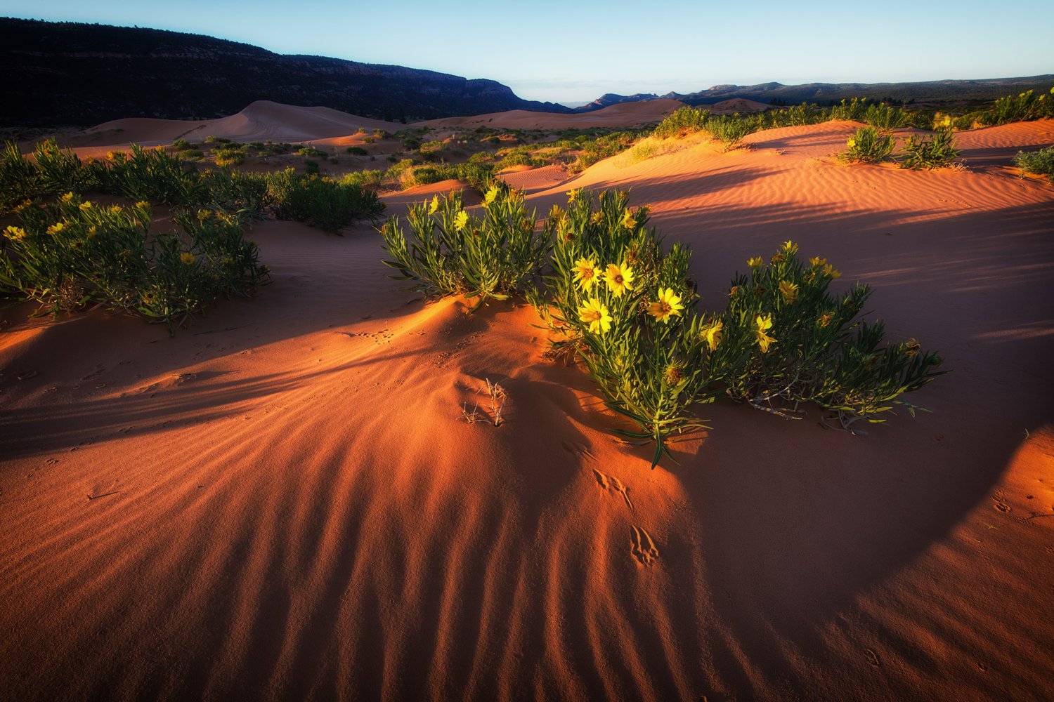 Image of Vanishing Dune