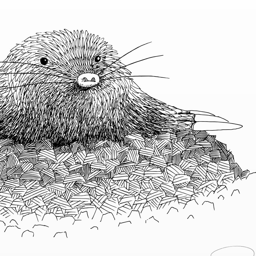 Print: Mole