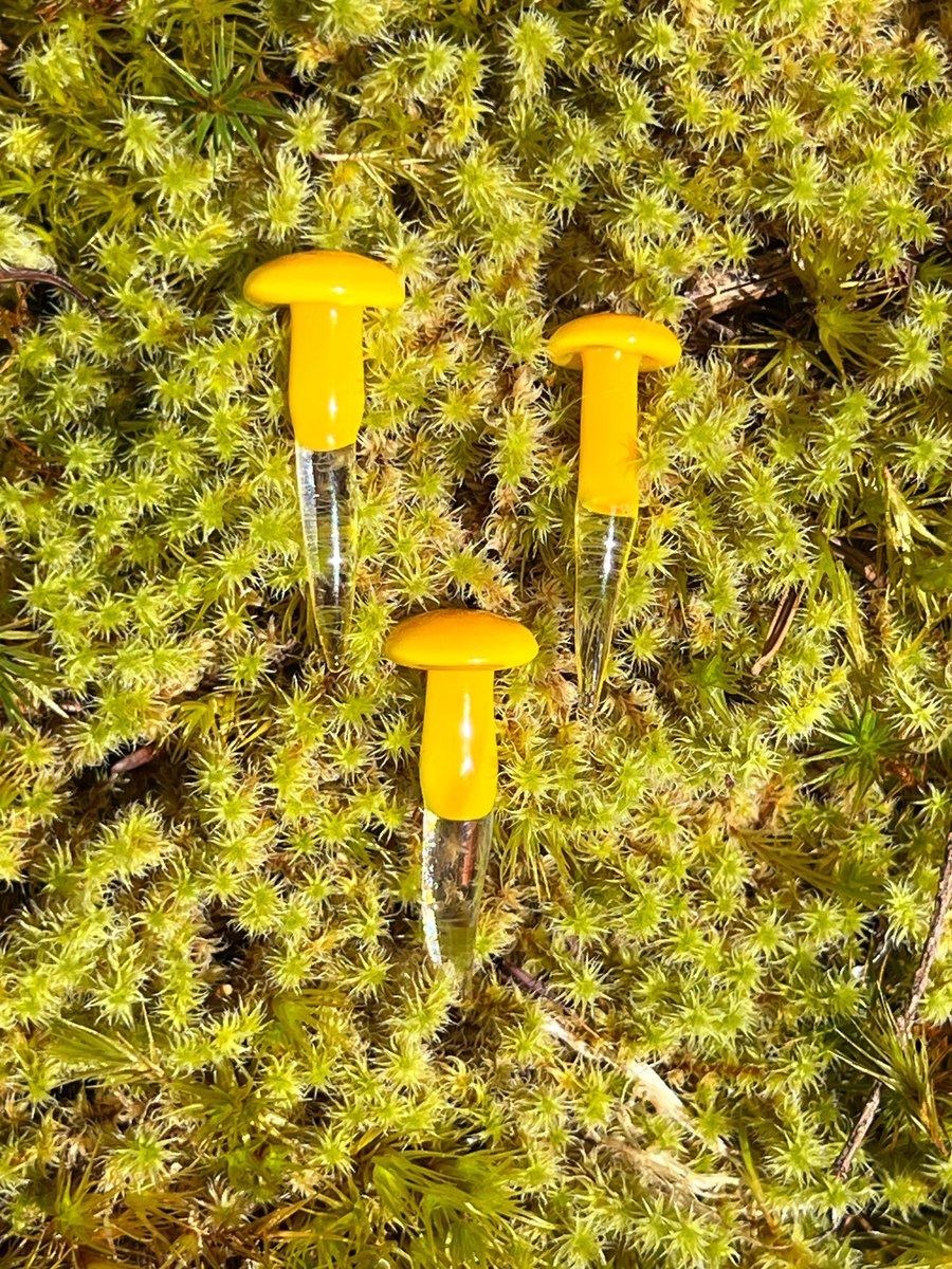 Image of 3 Yellow/orange Mushroom Plant Spikes