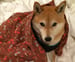 Image of Cat and Dog Blankets - Cotton/Poly Blend