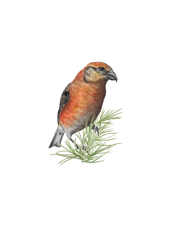 Image of 11x14" Limited Giclee Print: Male Cassia Crossbill (Loxia sinesciuris)