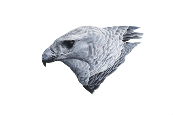 Image of 11x14" Limited Giclee Print: Harpy Eagle (Harpia harpyja)
