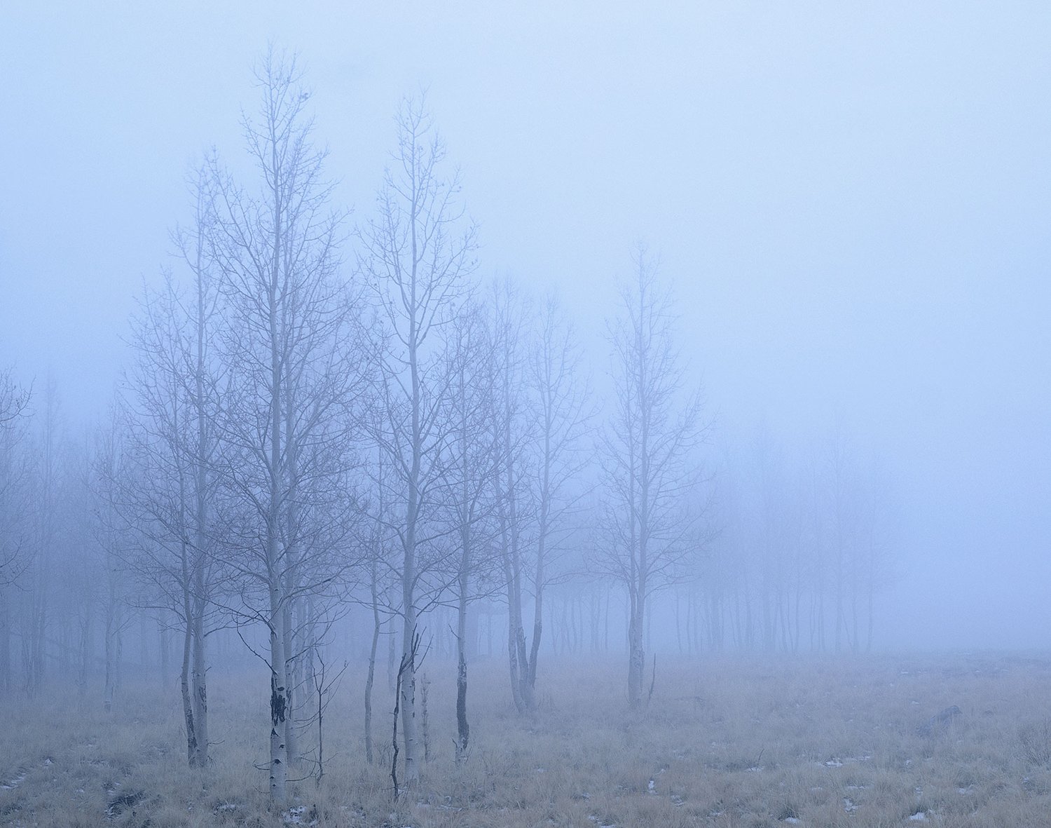 Image of Winter Fog, San Francisco Peaks, Arizona