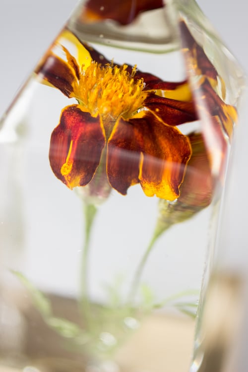 Image of French Marigold (Tagetes patula) - Floral Light #4