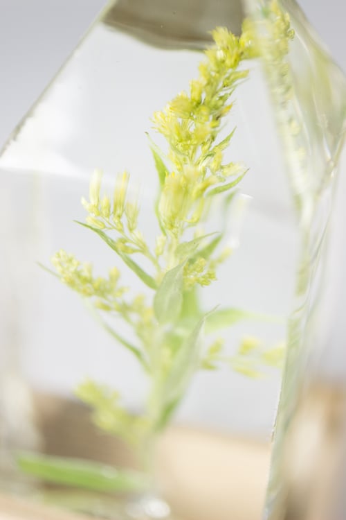 Image of Goldenrod (Solidago canadensis) - Floral Light #1