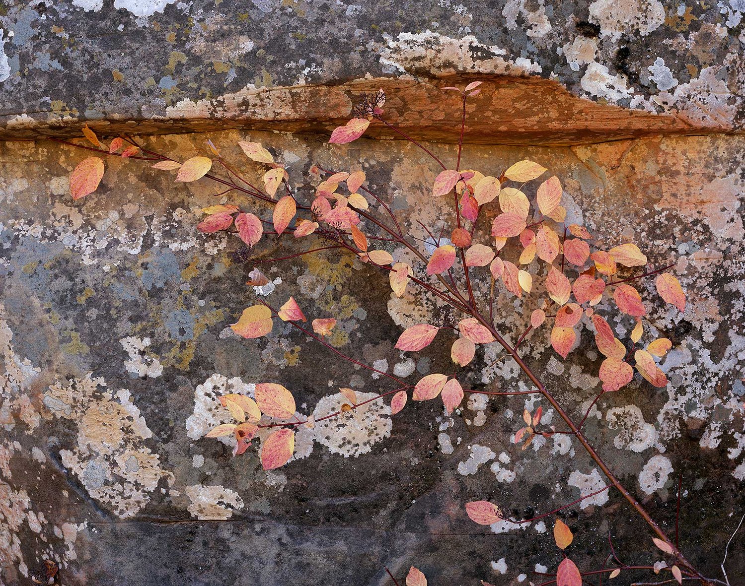 Image of Dogwood, Reflected Light, Oak Creek Canyon, Arizona