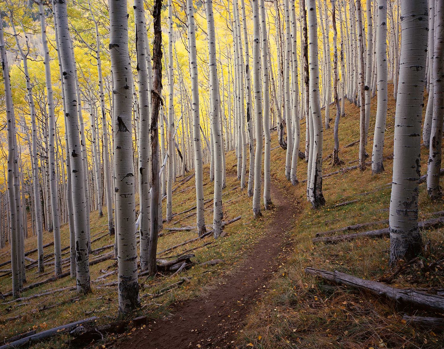 Image of Golden Aspen Trail, San Francisco Peaks, Arizona