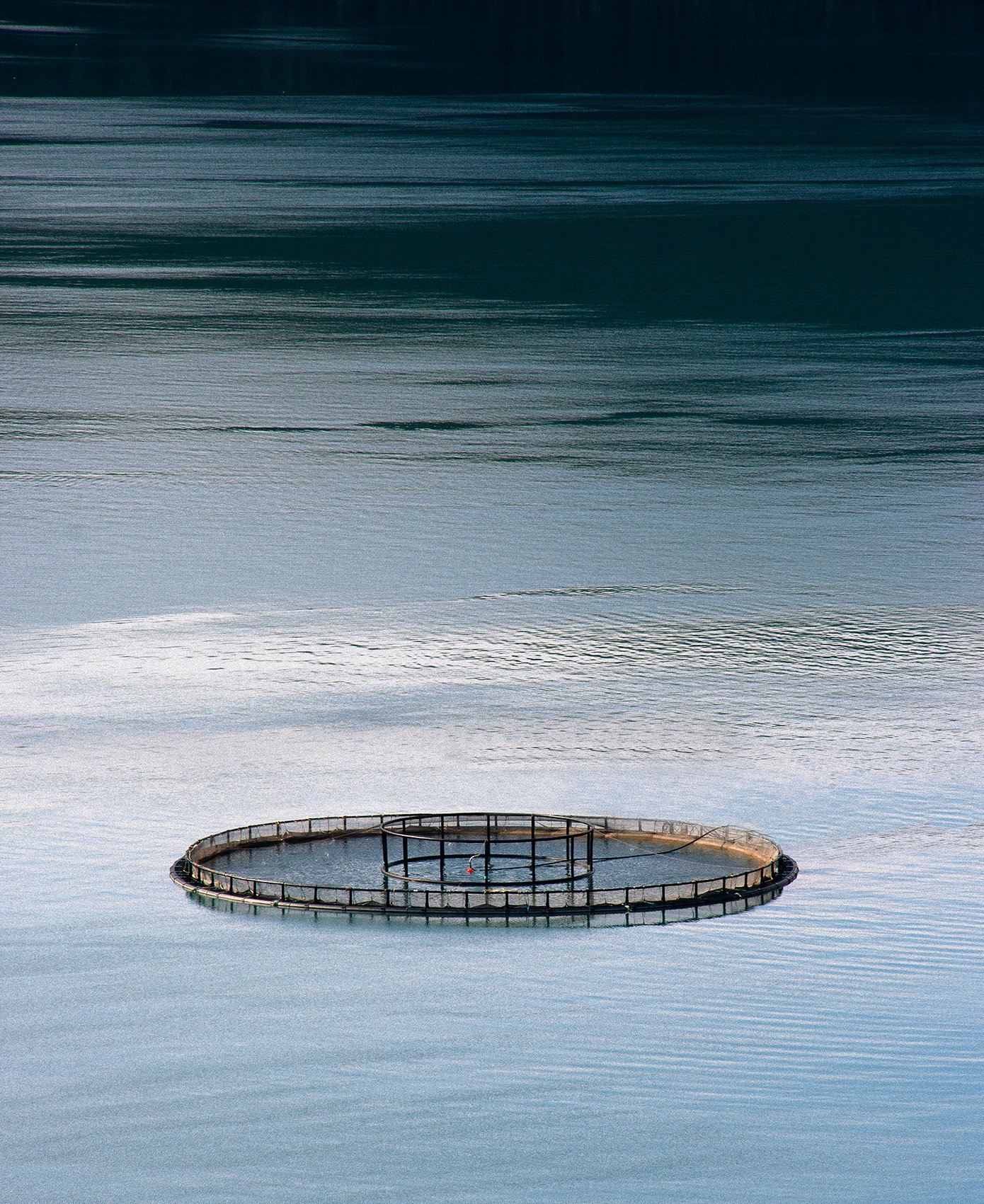 Image of Salmon Fishing Ring, Norway