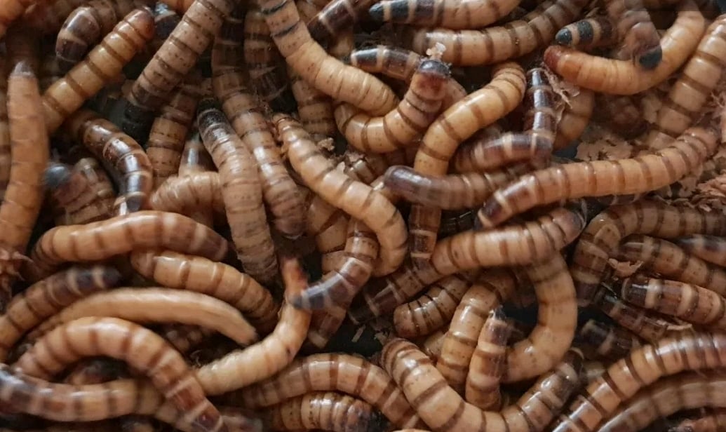 Image of Morio worms by weight