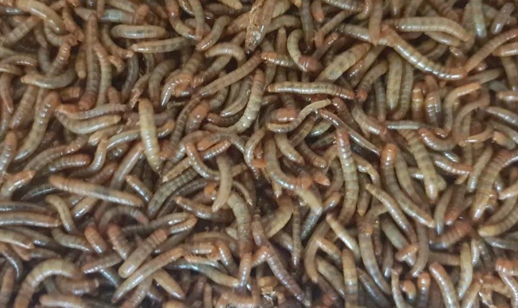 Image of Mealworms per Weight