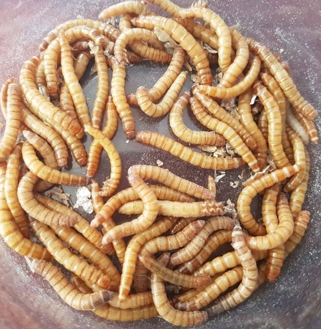 Image of Mealworms per Worm