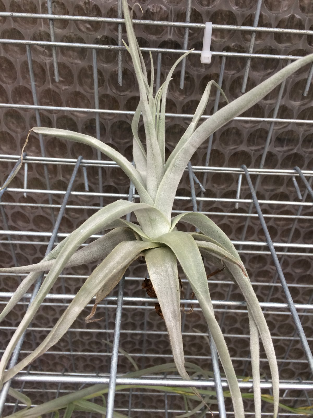 Image of Tillandsia straminea thick leaf