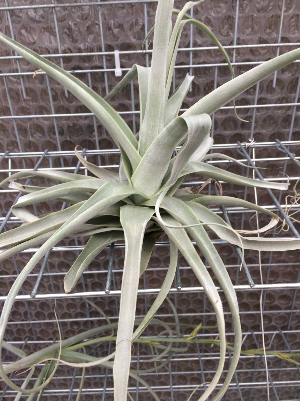 Image of Tillandsia straminea thick leaf