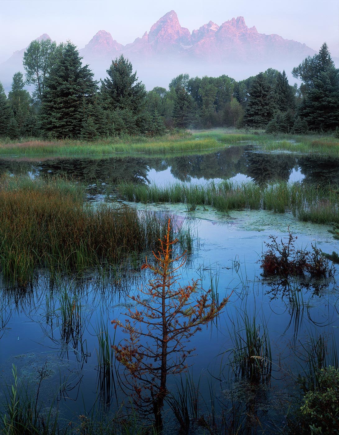 Image of Misty Mountains, Flaming Spruce, Grand Teton National Park, Wyoming