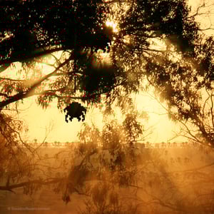 Image of Zelda - Stalfos 'Nights