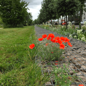 Image of GANG COQUELICOT