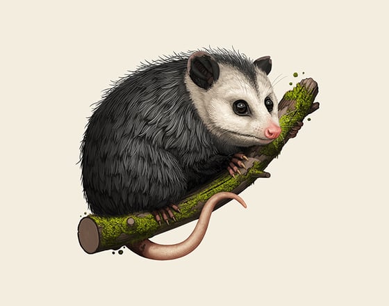 Image of Virginia Opossum