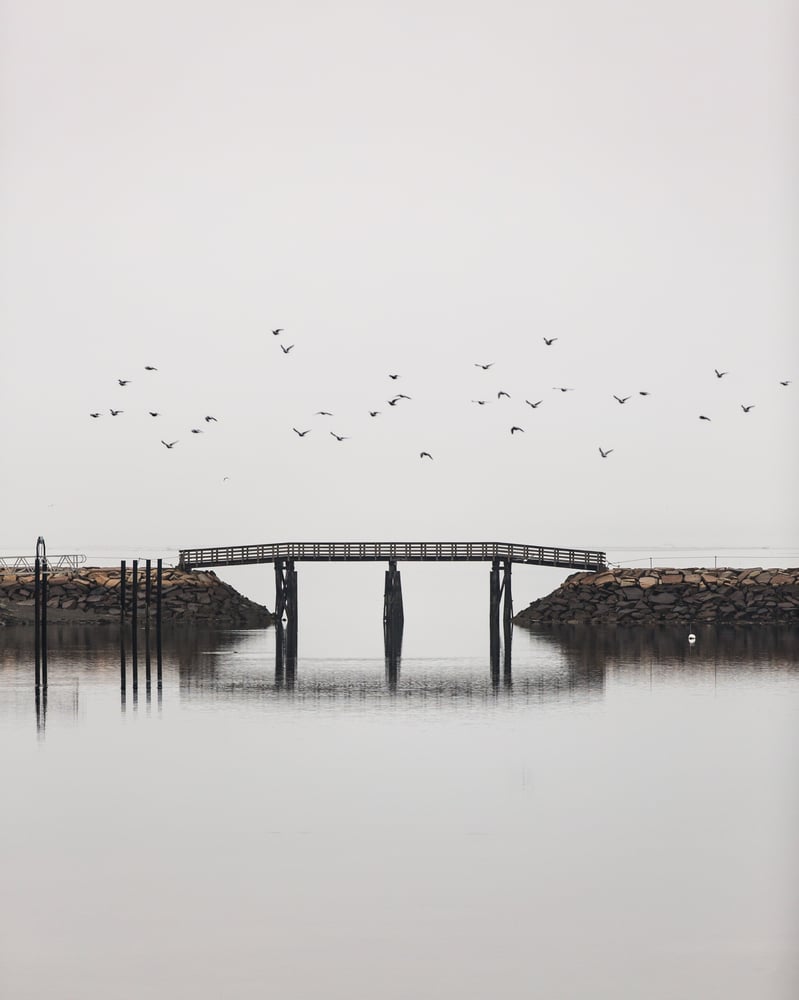 Image of Plymouth Jetty Bridge Birds