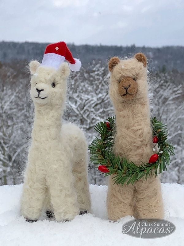 alpacas with hats