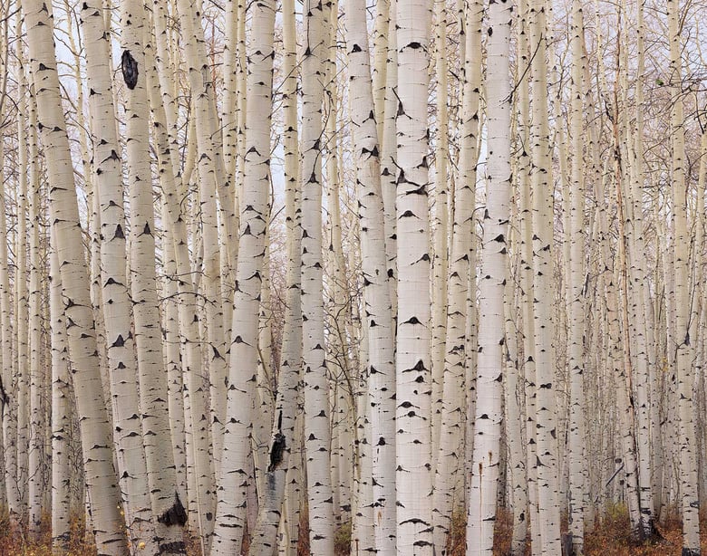 Image of Aspens After the Fall, San Juan National Forest, Colorado
