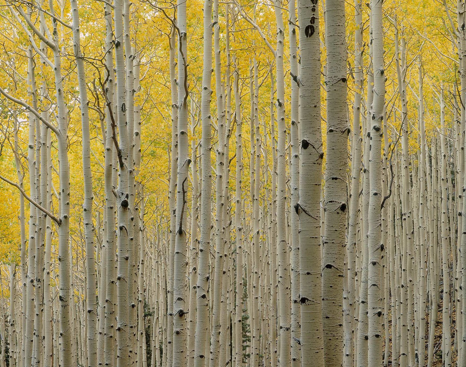 Image of Amongst the Aspens, San Francisco Peaks, Arizona