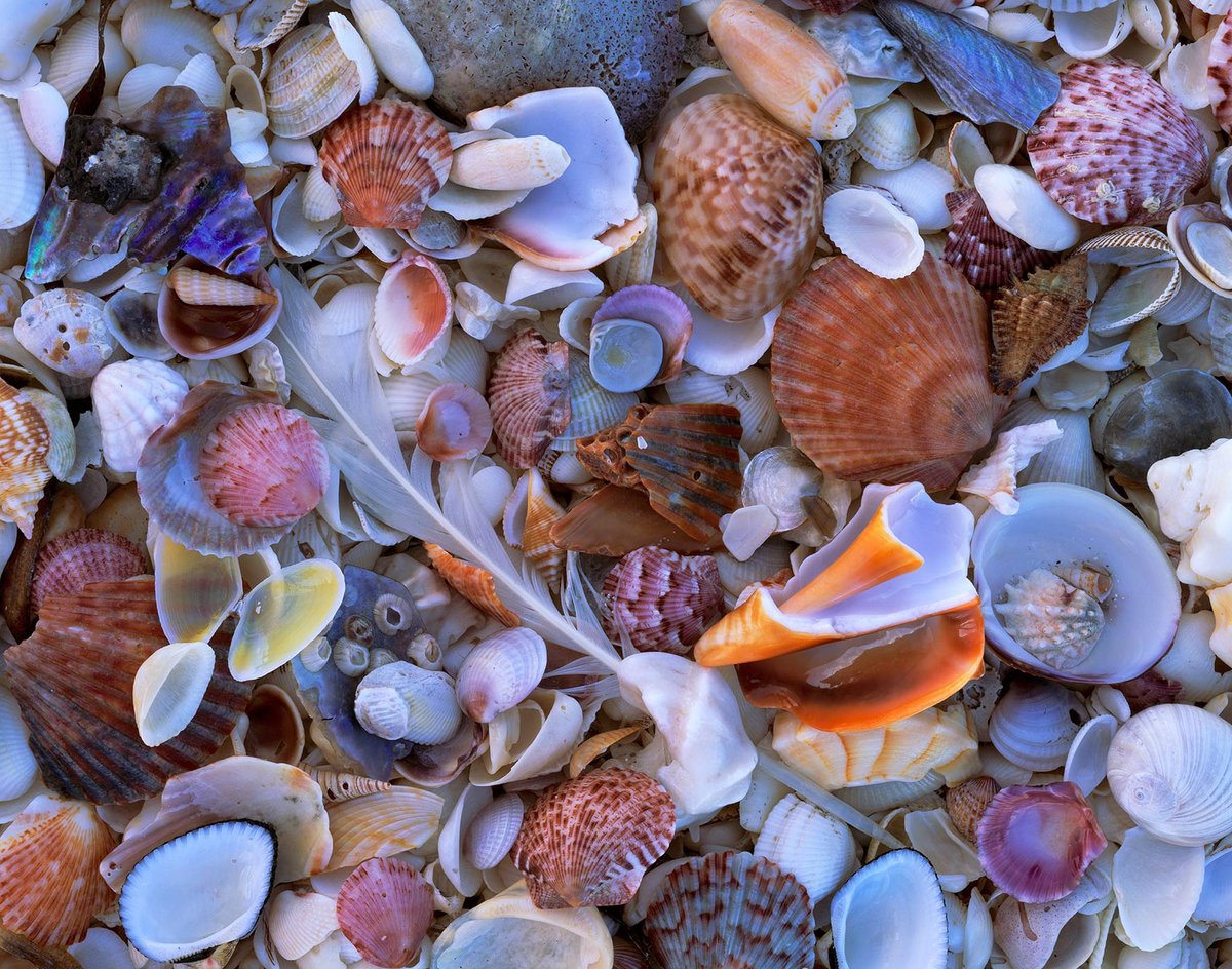 Shell Collection, Sanibel-Captiva, Florida | Bryan Griffith Photography