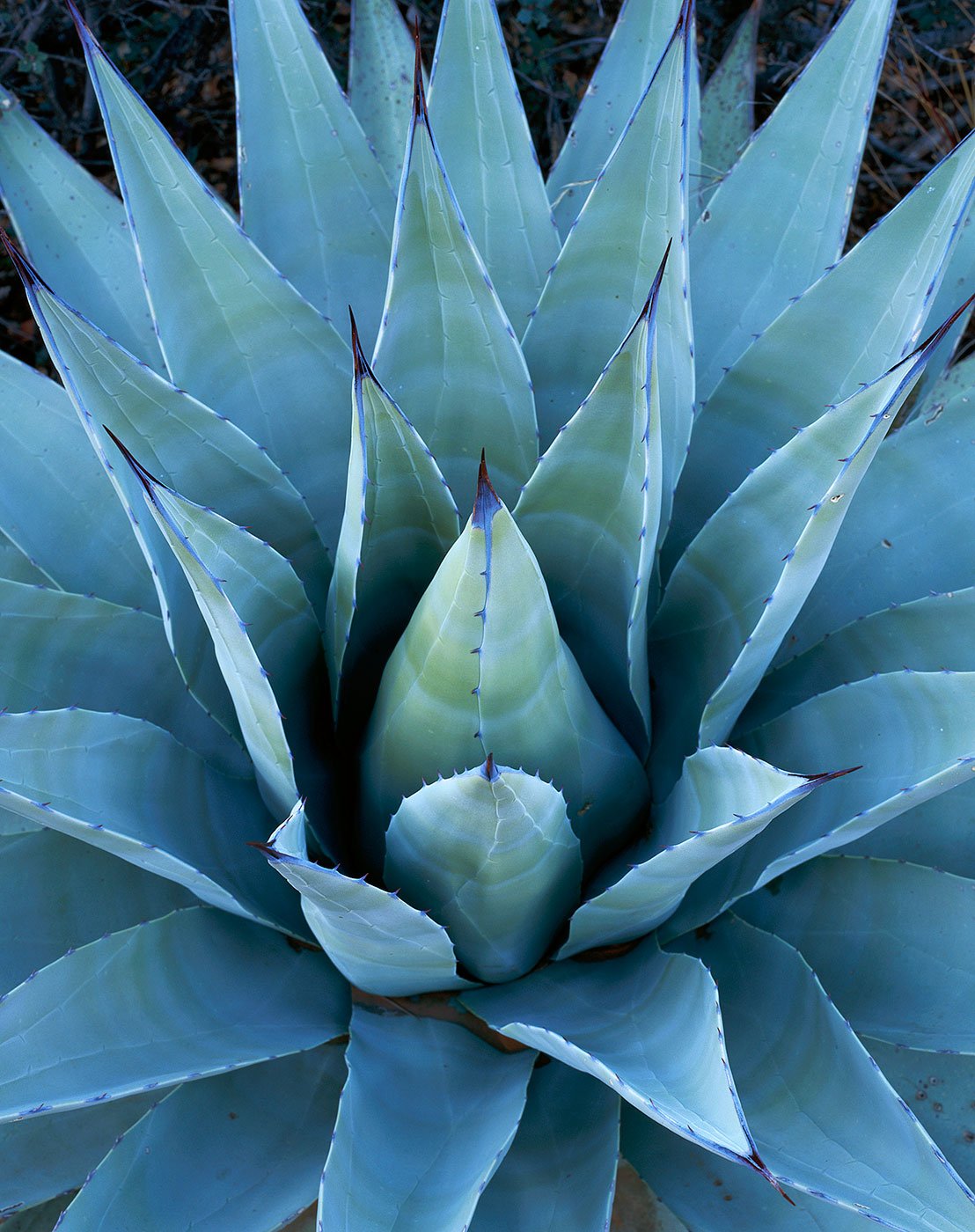 Image of Agave, Red Rock-Secret Mtn. Wilderness, Arizona