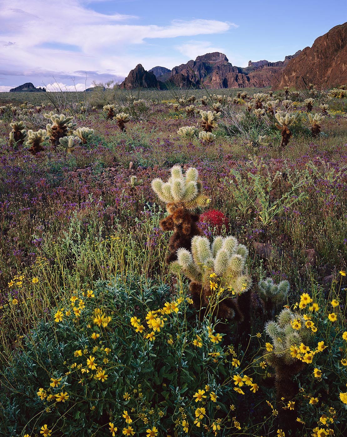 Image of Flowers & Chollas, Kofa National Wildlife Refuge, Arizona