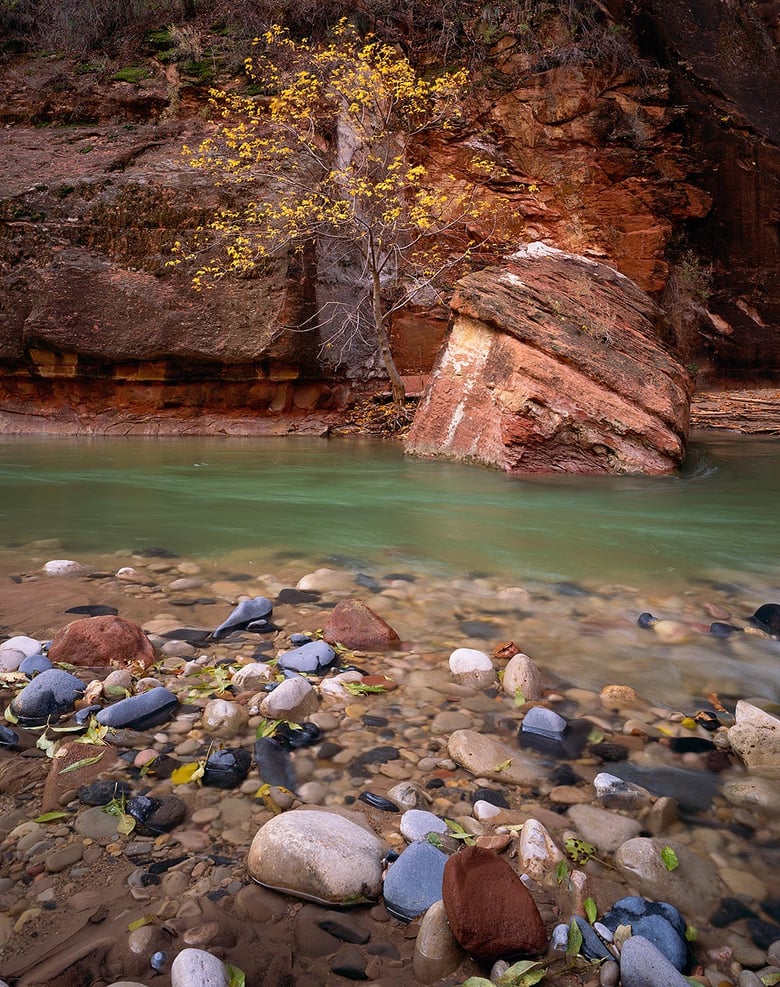 Image of Cobbles & Tree, Zion National Park, Utah