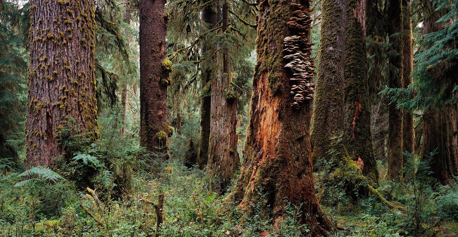 Enchanted Forest, Olympic National Park, Washington | Bryan Griffith ...