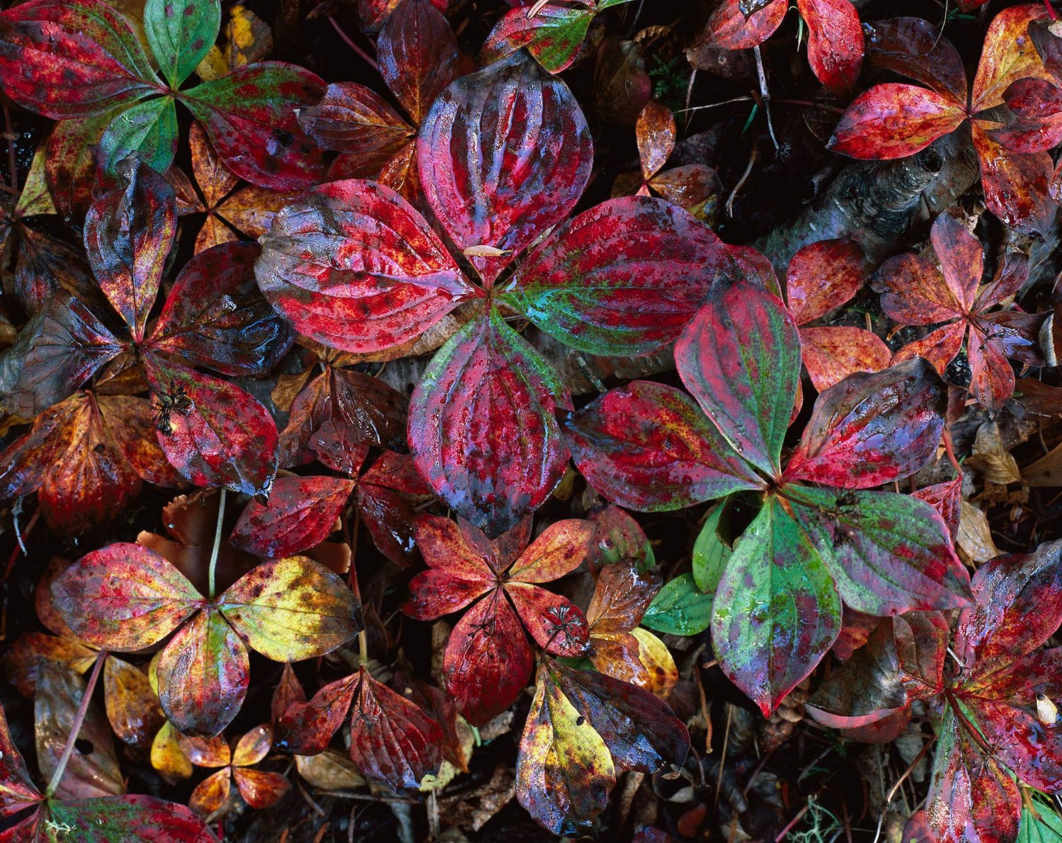 Image of Bunchberry Leaves, Cascade River State Park, Minnesota