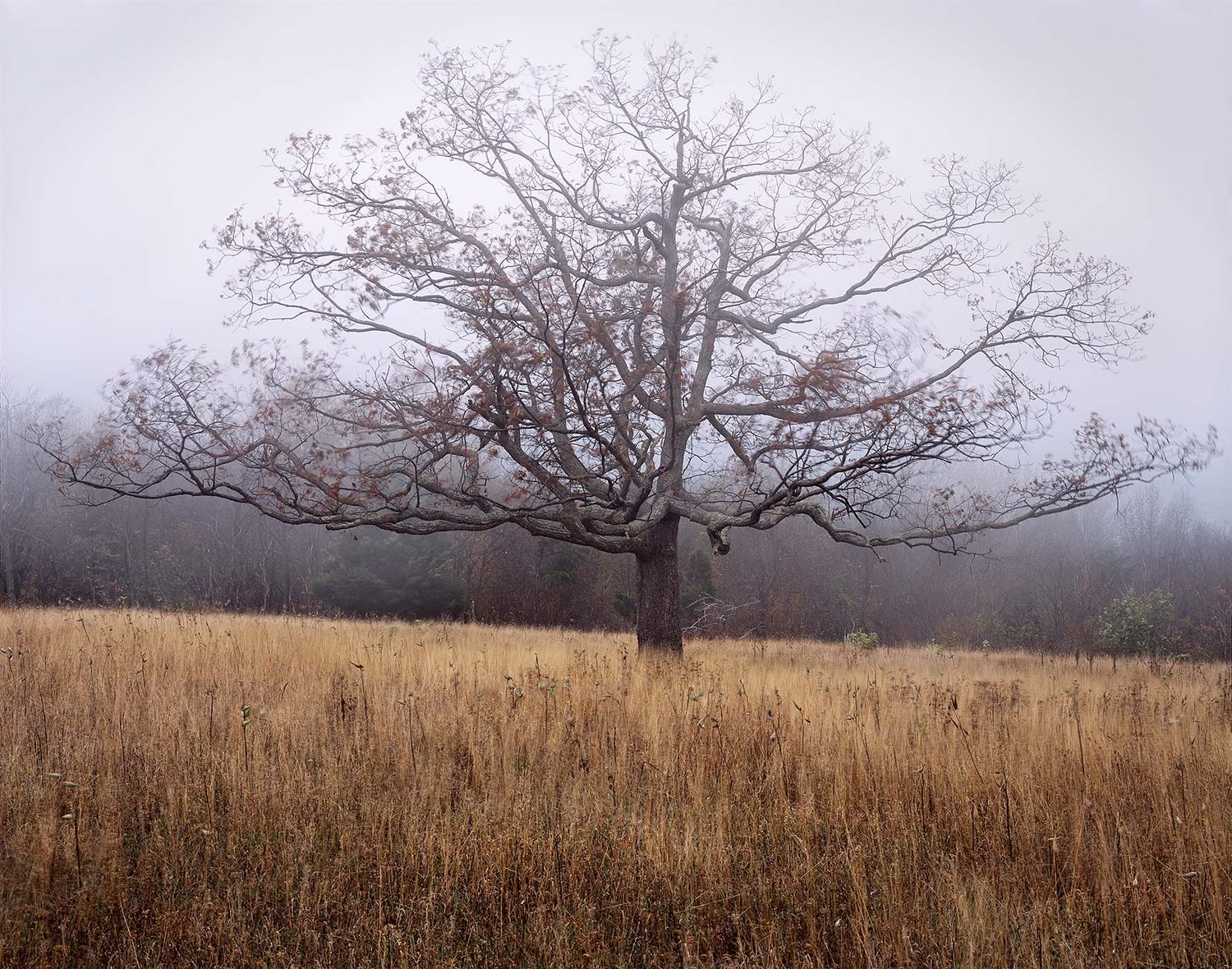 Image of Oak, Blowing Fog, Shenandoah National Park, Virginia