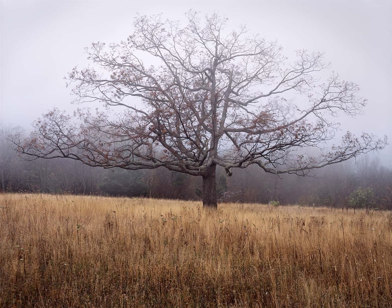 Image of Oak, Blowing Fog, Shenandoah National Park, Virginia