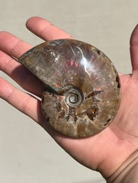 Image 11 of Purple Iridescent Ammonite Shell Fossil | Madagascar #3063