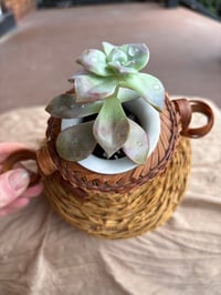 Image 3 of Ghost Plant in Wicker Basket