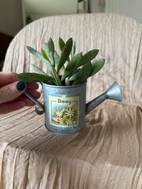 Image 2 of Vertical Leaf Senecio in small Daisy Pitcher