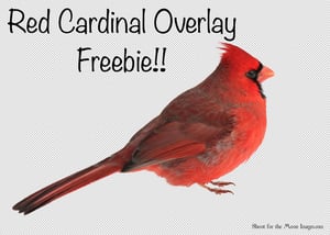 Image of Red Cardinal Overlay FREEBIE