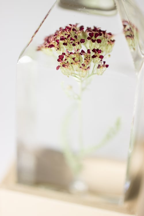 Image of Red Yarrow (Achillea millefolium) - Floral Prism Desk Lamp