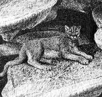 Image 5 of Rewilderness