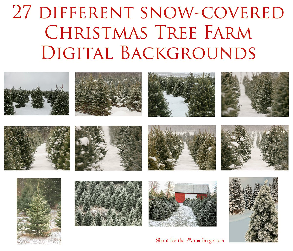 Image of Snow Covered Christmas Tree Farm Digital Backgrounds
