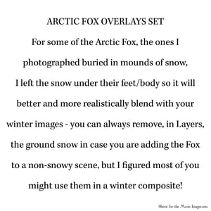 Image of Arctic Fox Overlays Set