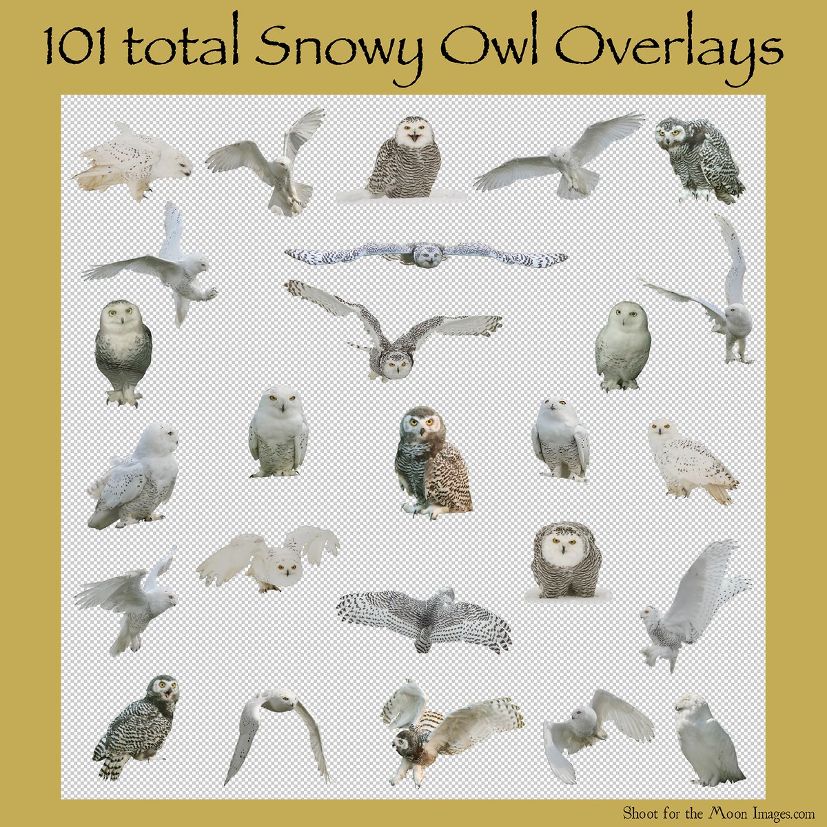 Image of Snowy Owl Overlays Set
