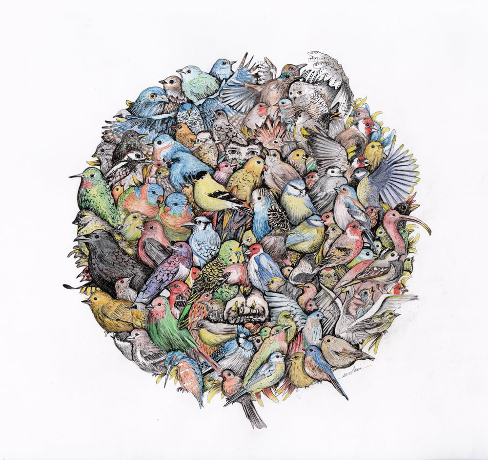 Image of Oiseaux