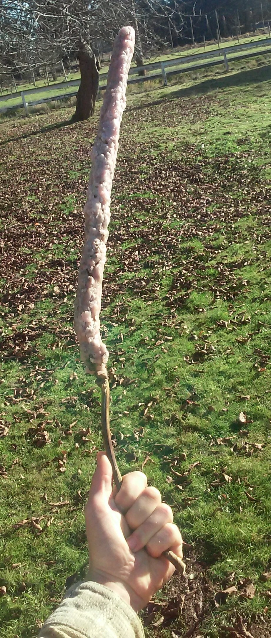 Image of Mullein Candle (large)