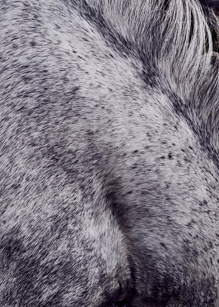 Image of Horse Shoulder Greenland