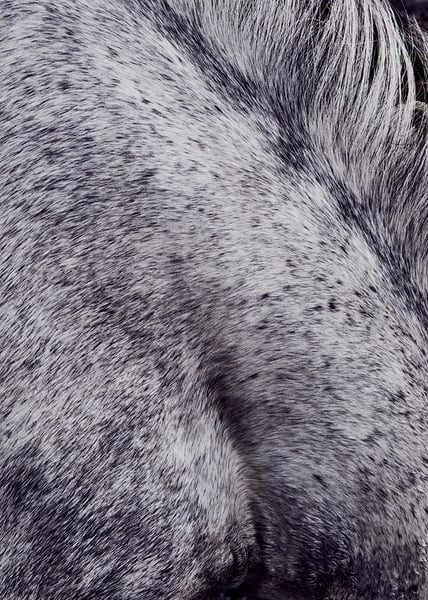 Image of Horse Shoulder Greenland