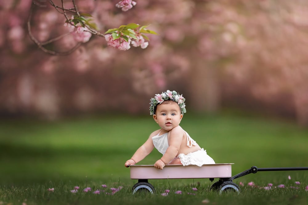 Image of Cherry Blossom Mini Session